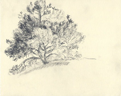 Pinon tree